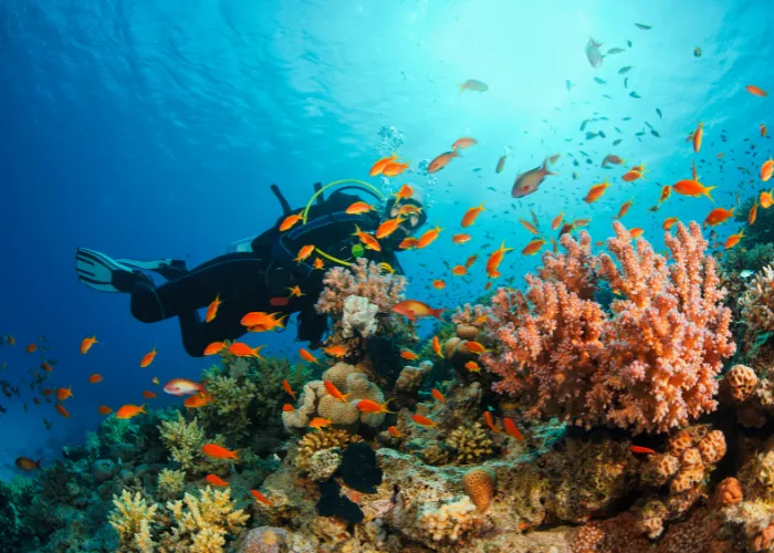 Andaman Islands Scuba Diving k2